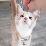 [고양이] 아기냥이 <b>폴로</b> 4