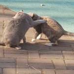 [고양이] 콩이와 <b>흰둥이</b> [콩이 친구들]