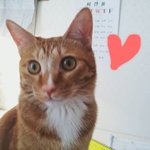 [고양이] 돌아온 랑!덩어리 2탄! (자는 냥이 <b>특집</b>)