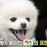 [댓글부탁해] <b>큰개</b> 입마개 좀 채워서 산책 나왔으면 좋겠다