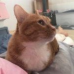 [고양이] 까칠냥 <b>토리</b>의 찹쌀떡