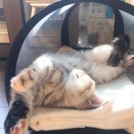 [댓글부탁해] <b>울</b><b>집</b> 냥이 ㄹㅇ특이하게 자고있음
