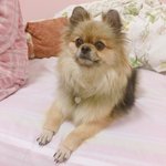 [강아지] [3탄] 우리콩이보고가요!!