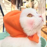 [댓글부탁해] 고양이 인스타 <b>추천점</b> ㅠㅠㅠ