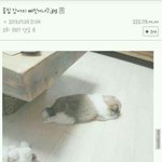 [ㅋㅋㅋㅋㅋ] <b>울</b><b>집</b> 강아지 삐진거냐?.jpg