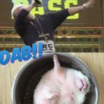 [댓글부탁해] 댑 하는 고슴<b>더치</b> 귀엽다 ㅊㅂ