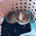 이 <b>자세</b>가 이름이 댑임??