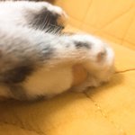 [댓글부탁해] 울집 고양이 핑크<b>젤리</b> 찍었다!