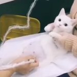 [댓글부탁해] 초음파 검사 받는 <b>고앵이</b>