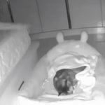 [댓글부탁해] 자다가 깨버린 <b>baby</b> 고웽