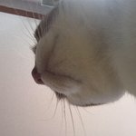 [댓글부탁해] 우리집 고양이 말 알아듣는거 개웃김ㅋㅋㅋㅋㅋ