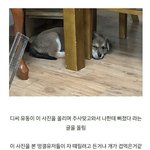 [ㅋㅋㅋㅋㅋ] 디씨 댕댕이갤... 학대논란.<b>jpg</b>