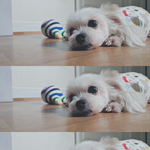 [강아지] 몽아 너랑 어떻게 이별해야 하니