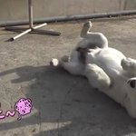 [드루와] ㅋㅋㅋㅋ동물농장 <b>자막</b> 웃기고 귀여움ㅋㅌㅋ