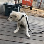 우리집 살구 보고 가