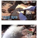 [댓글부탁해] <b>초장</b>이 아니면 회를 먹지 않는 강아지