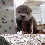 [댓글부탁해] <b>동물새끼</b>