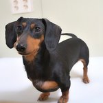온유/닥스훈트/여아/4살 추정/3kg   *<b>씩씩</b>한 온유예요