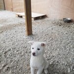 [강아지] 4남매중 홀로 남았습니다