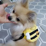 [또치<b>재희</b>동] 우리집 네마리 강아지들 9