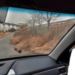 [댓글부탁해] 차타고가는데 길에 닭이랑 길<b>괭이</b>있음ㅋ