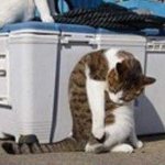 중고거래 답장 개느린데 사기<b>인가</b>