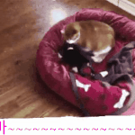 길냥이