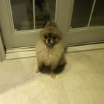 [강아지] 우리집 <b>포</b><b>메</b> 보고가죠