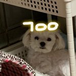 우리<b>집개</b> 자고일어날때가 젤 귀여워