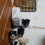 [강아지] 저희엄마는 유기견입니다