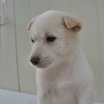 <b>달님</b>/진도/여아/2개월    *작은 얼굴을 가진 아이.