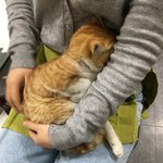 길냥이 입양처 급하게 구합니다