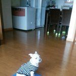 [강아지] 마지막이 아주 늦게오길 <b>바래</b>