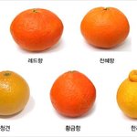 [댓글부탁해] 감귤류 <b>종류</b>