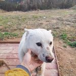 [강아지] <b>순딩</b>이백구 혜성이 입양완료