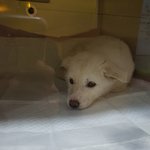 [강아지] 다리<b>골절</b>아이 소식 입니다