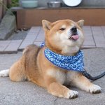 경찰서나와라