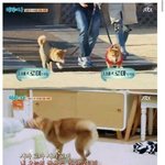 [댓글<b>부탁</b>해] 흔한 강아지 <b>이름</b>