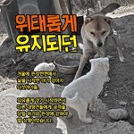 추운 겨울 뜬장에서 시작된 아기 강아지 <b>다섯</b>의 삶
