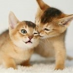 <b>오빵</b> 경찰서 같이가주면