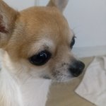 [드루와] 강아지 입양할사람 없냐ㅠㅠㅠㅠ