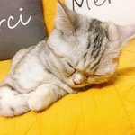[댓글부탁해] 솔직히 <b>울</b><b>집</b> 고양이 ㄹㅇ 예쁜거같음