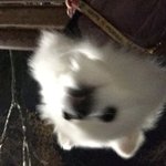 [댓글부탁해] 너네 설날에 <b>강쥐</b> 어덯게 함?