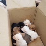 [강아지] <b>박스</b>안에 버려진 8남매 모두 별이되었습니다
