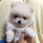 [드루와] <b>이</b> <b>강아지</b>한테 어울릴만한 이름 추천해줘