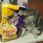 고양이 소리내봐 같이