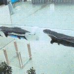 [드루와] <b>수달</b>이 건물을 이동하는 방법