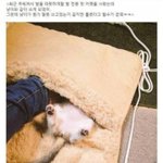 [댓글부탁해] 발 전용 핫 <b>카펫</b> 구매후기.jpg