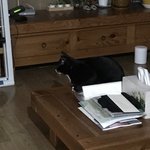 <b>고양이</b> 심리는 이해할<b>수</b>가없다