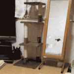 [모두드루와] 비눗<b>방울</b> 찾는 냥이.gif